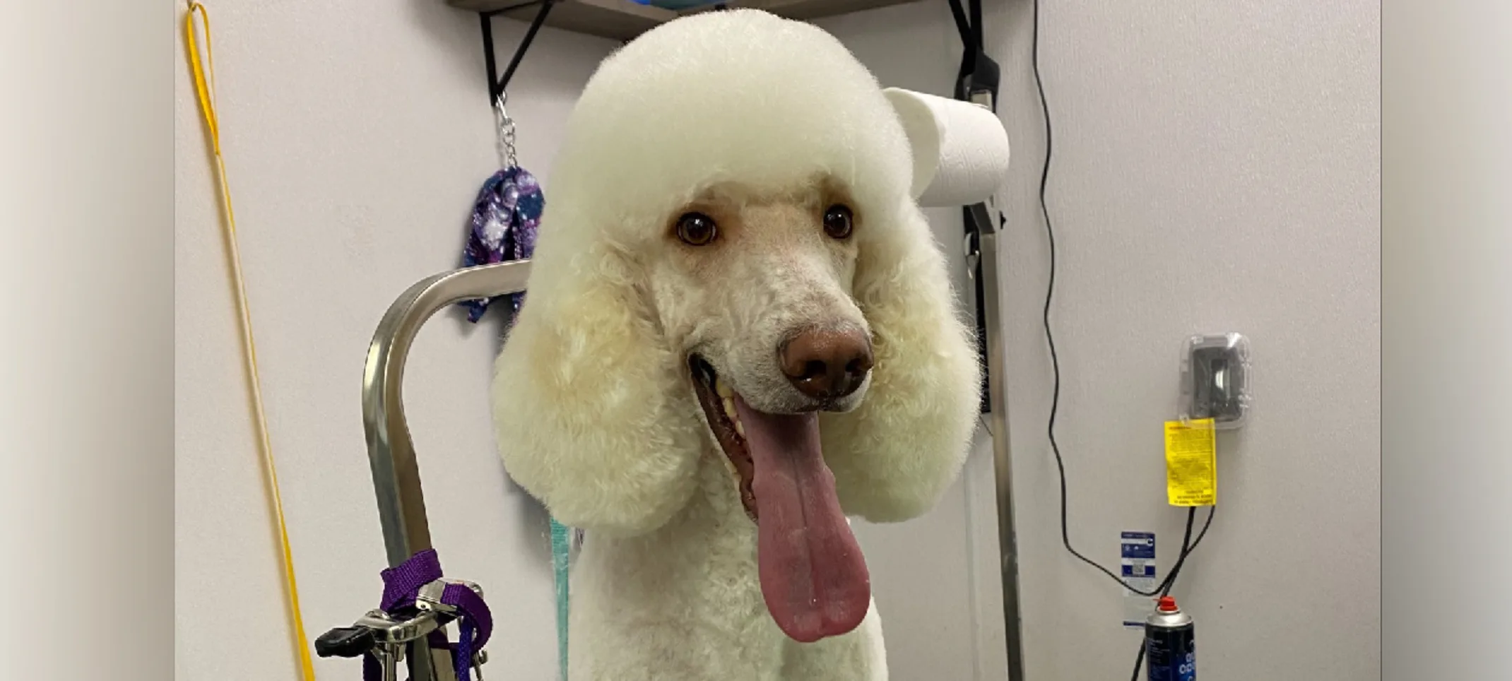A white standard poodle standing on the grooming table after a grooming service A white standard poodle standing on the grooming table after a grooming service