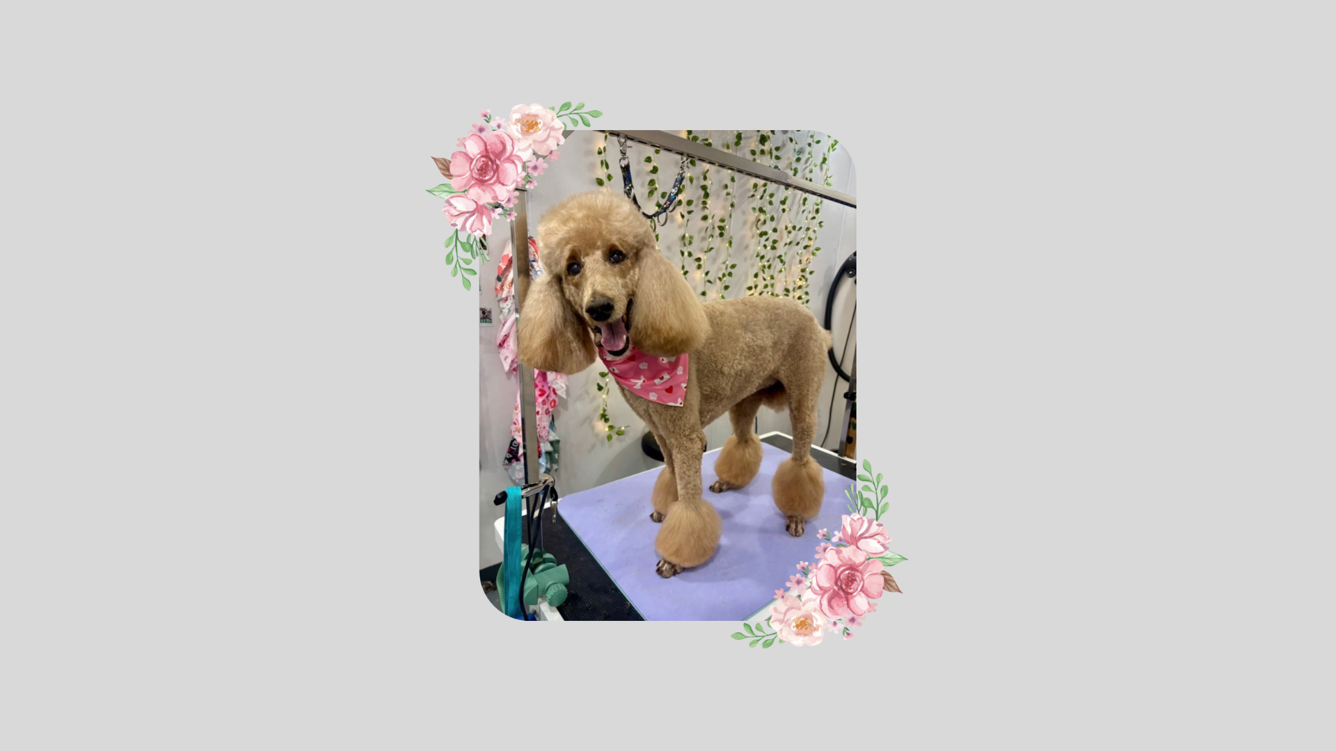 A brown poodle with a pink bandana on a grooming table
