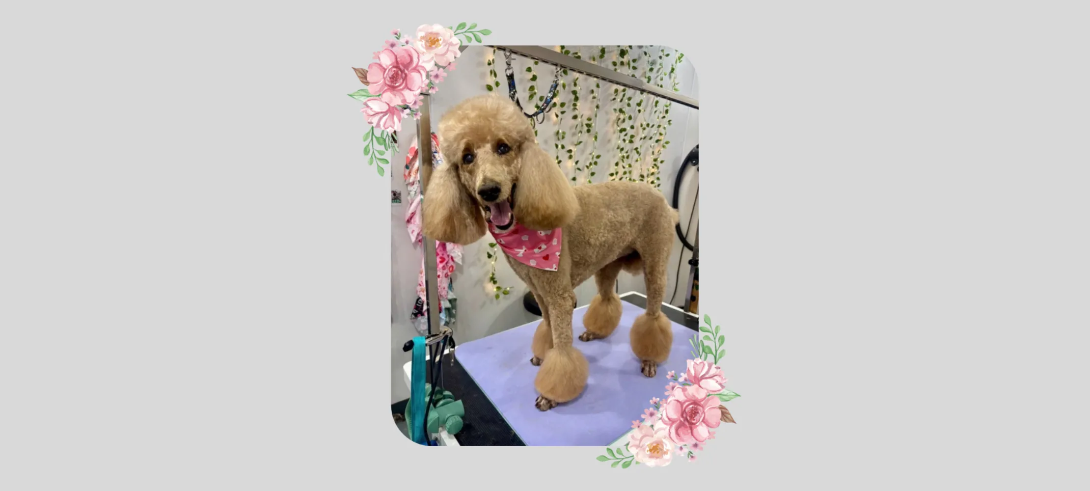 A brown poodle with a pink bandana on a grooming table A brown poodle with a pink bandana on a grooming table