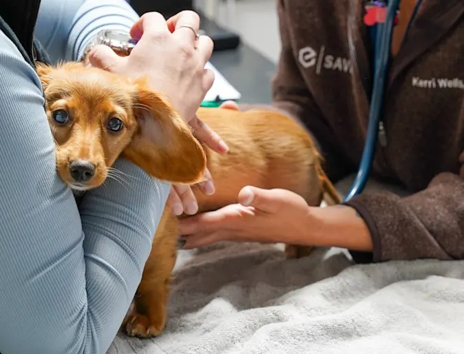 Vet assisting Dachshund Vet assisting Dachshund