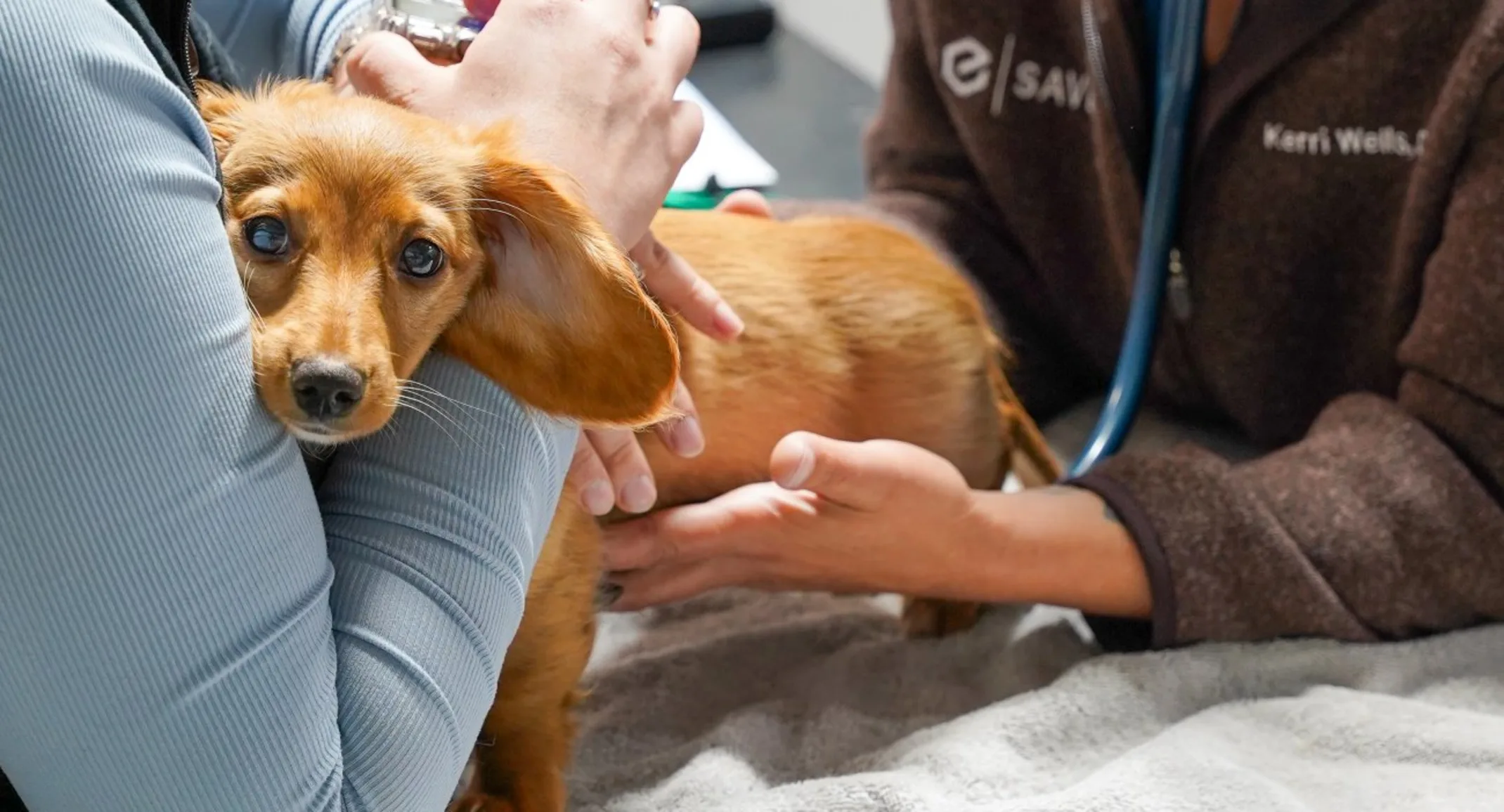 Vet assisting Dachshund Vet assisting Dachshund