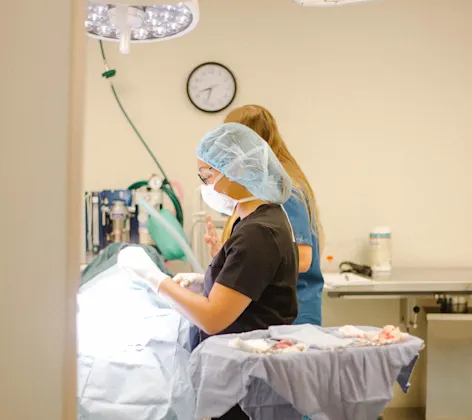 Veterinarians at work Veterinarians at work