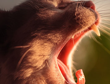 When Calcium Goes Rogue: Disorder of Hypercalcemia