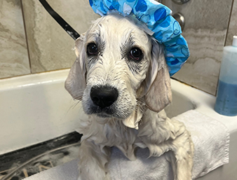 Dog in bath with hat