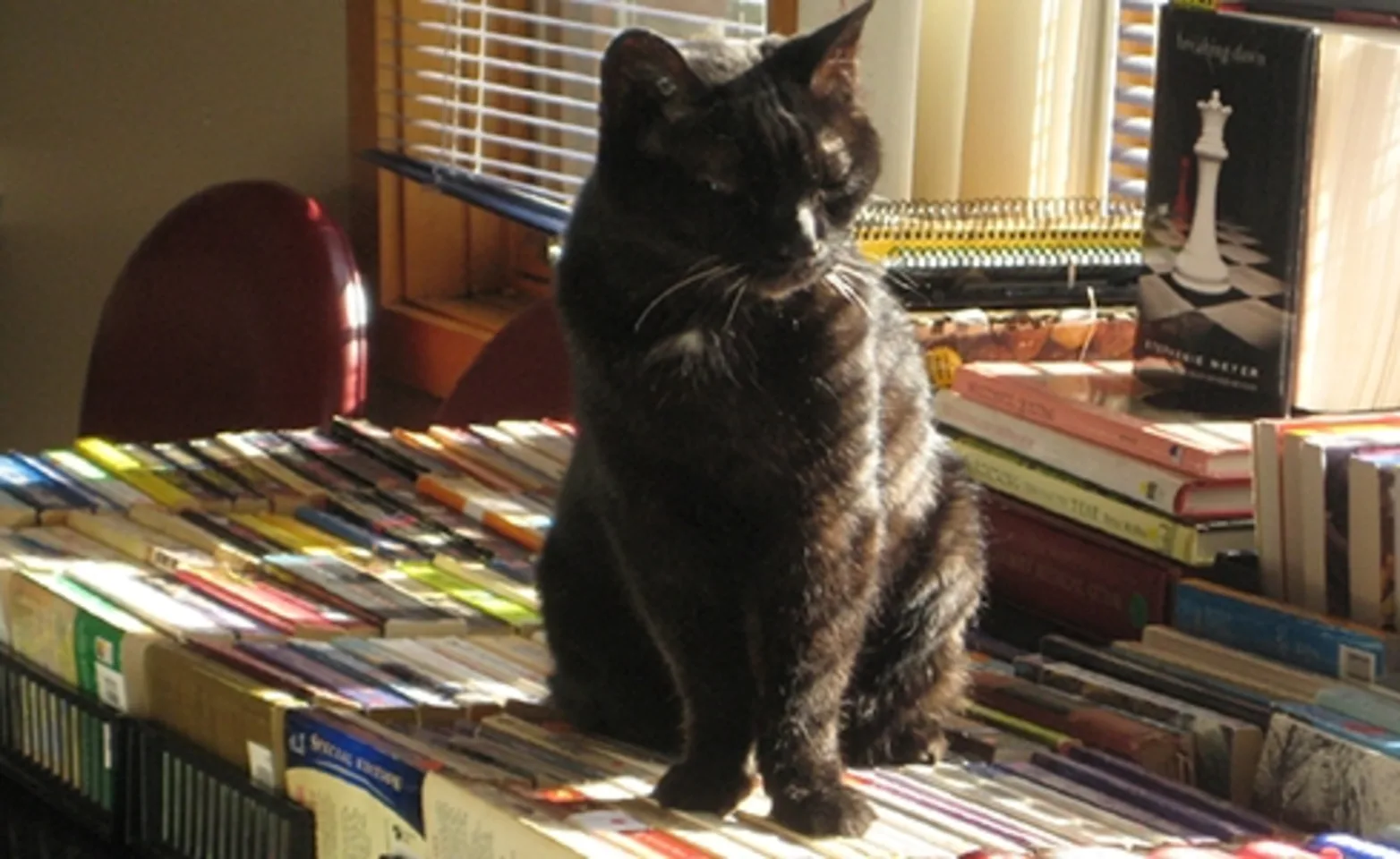 Black cat sitting on top of books Black cat sitting on top of books
