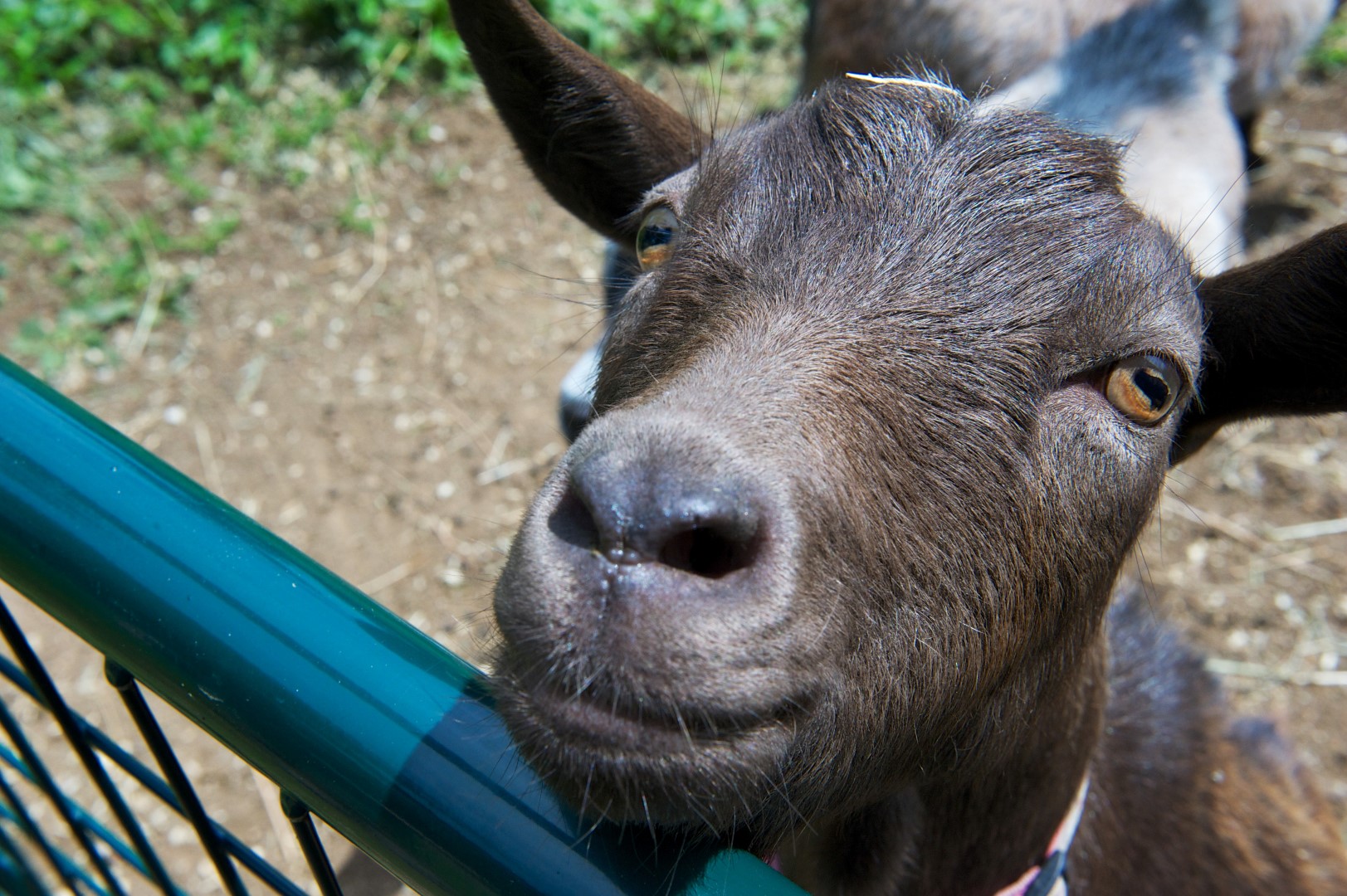 goat looking into camera