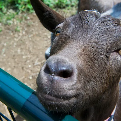 goat looking into camera goat looking into camera