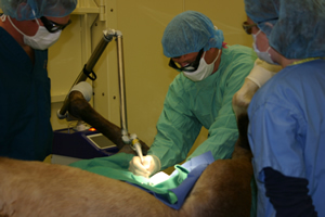 Vet performing Laser Surgery
