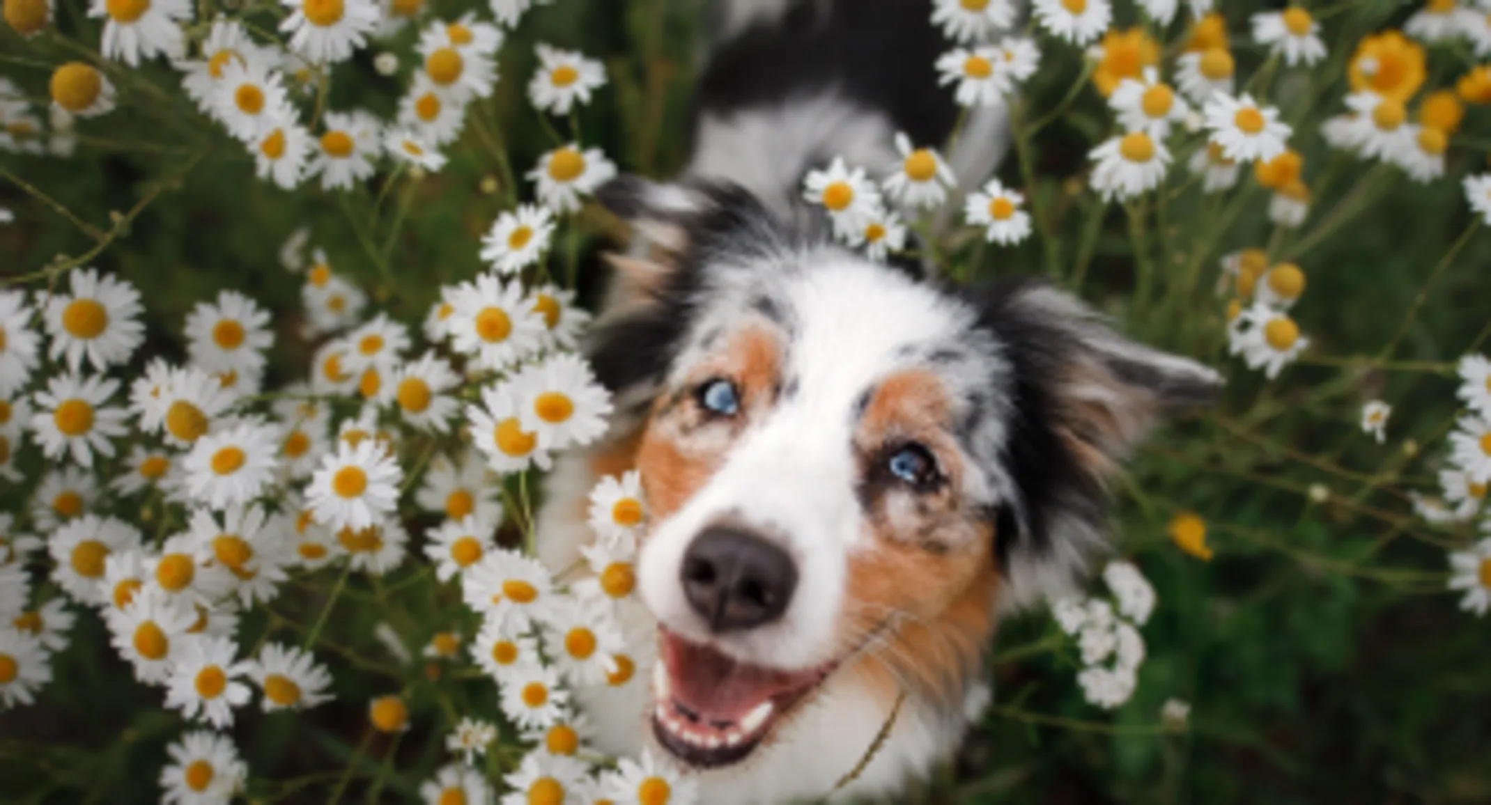 Australian Shepard Flowers Australian Shepard Flowers