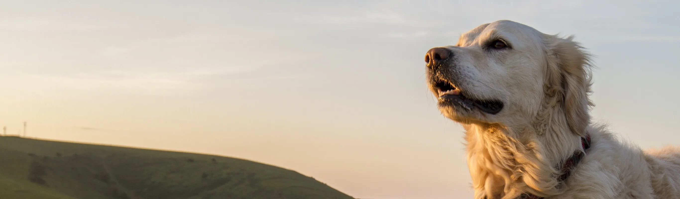 Dog standing in long grass