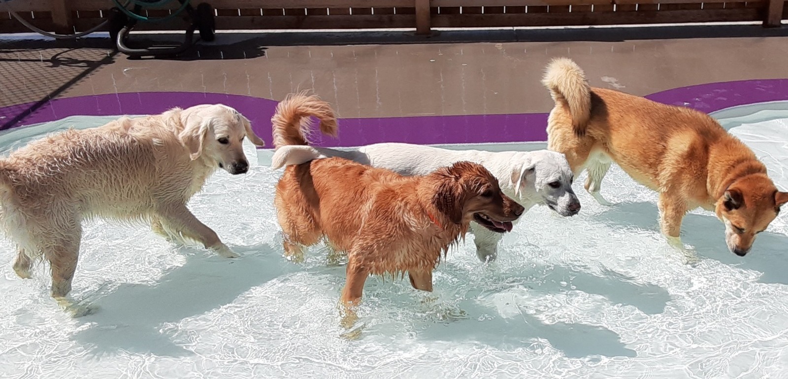 Dogs playing in pool