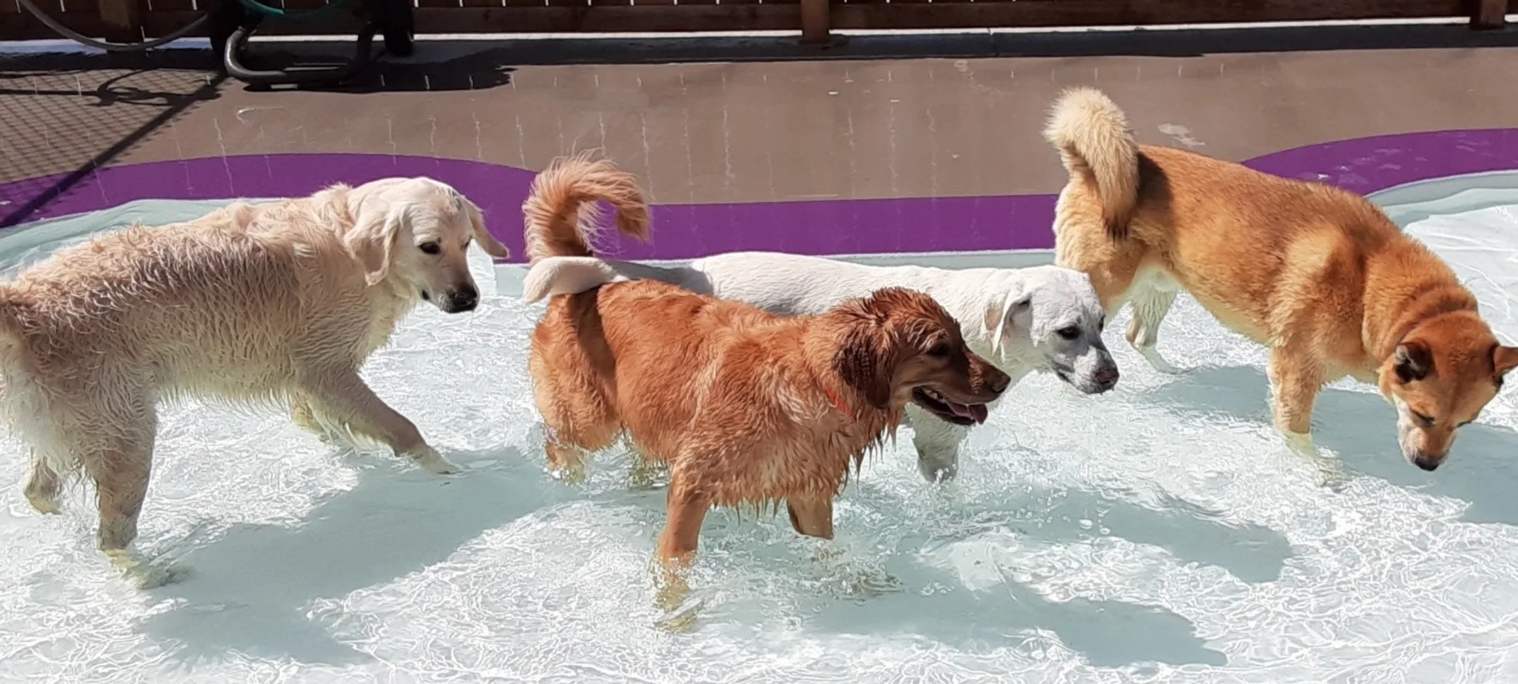 Dogs playing in pool