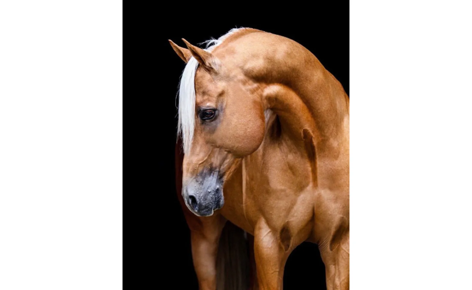 Frenchmans Buzios, a brown horse with a black background Frenchmans Buzios, a brown horse with a black background