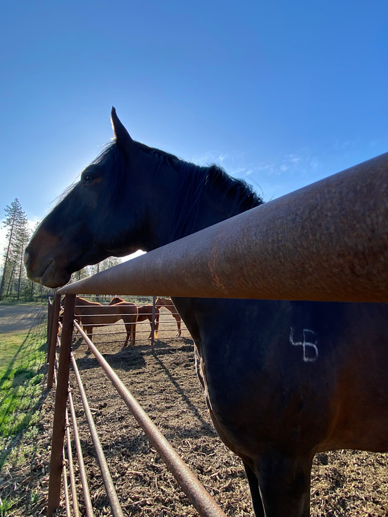bucking horse