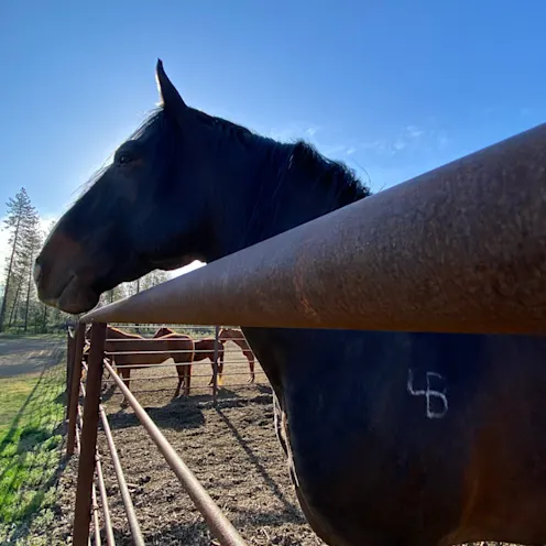 bucking horse bucking horse