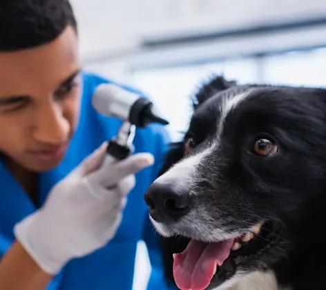 an old black dog being treated near his eyes an old black dog being treated near his eyes