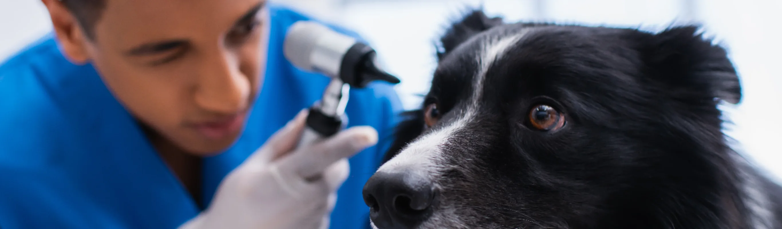 an old black dog being treated near his eyes an old black dog being treated near his eyes