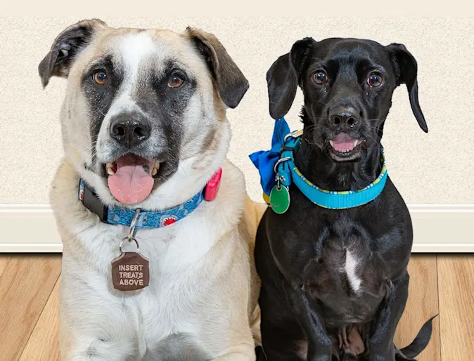 Two big dogs sitting down and looking forward Two big dogs sitting down and looking forward