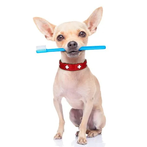 Dog holding a toothbrush in its mouth
