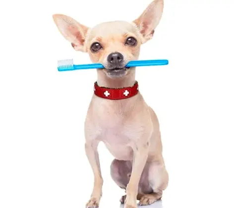 Dog holding a toothbrush in its mouth Dog holding a toothbrush in its mouth