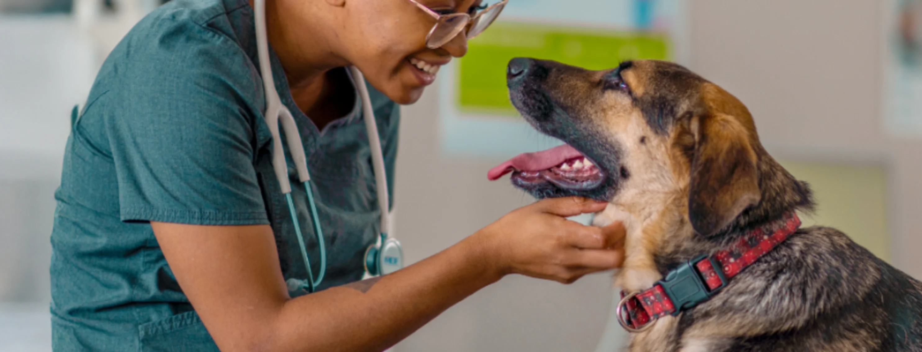 Veterinarian Examining Dog Veterinarian Examining Dog