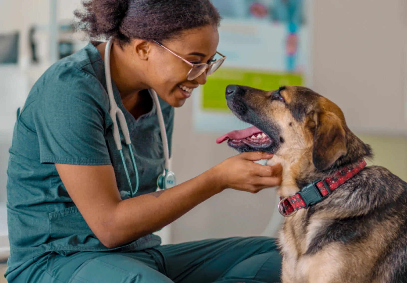 Veterinarian Examining Dog Veterinarian Examining Dog