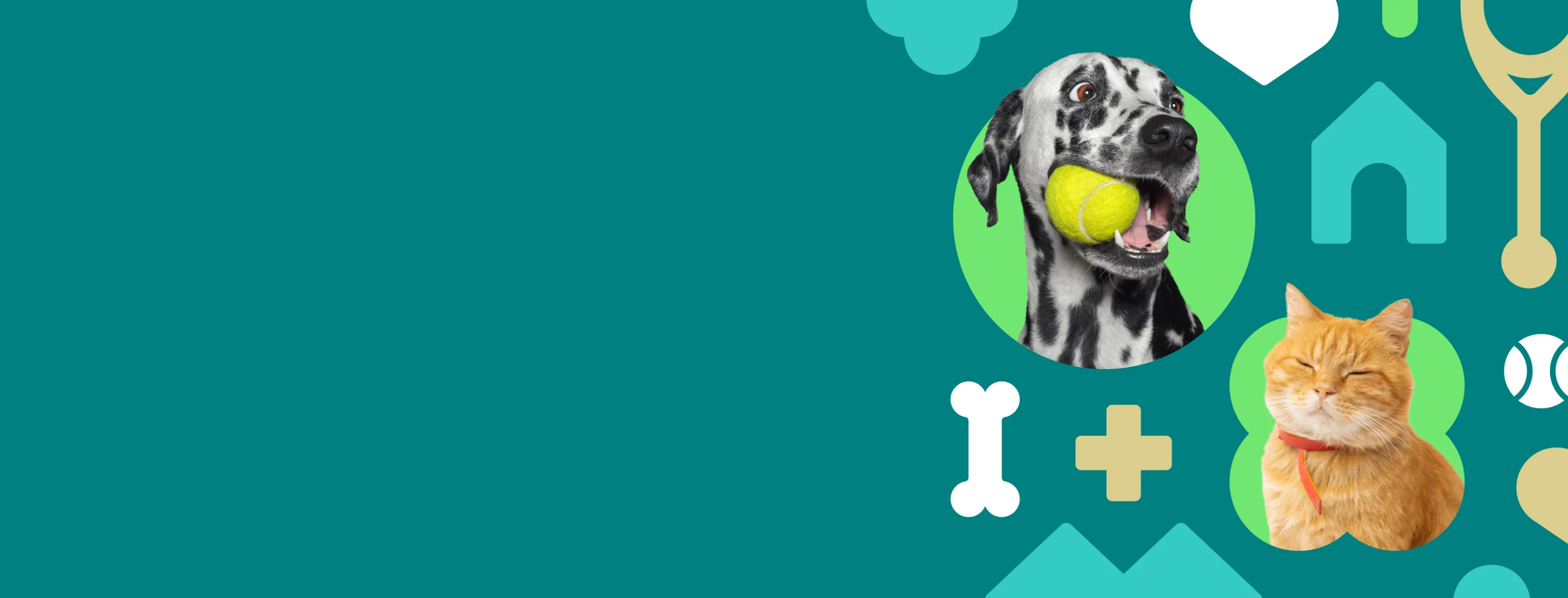 Cat and dog with tennis ball with a teal background and pet vet icons