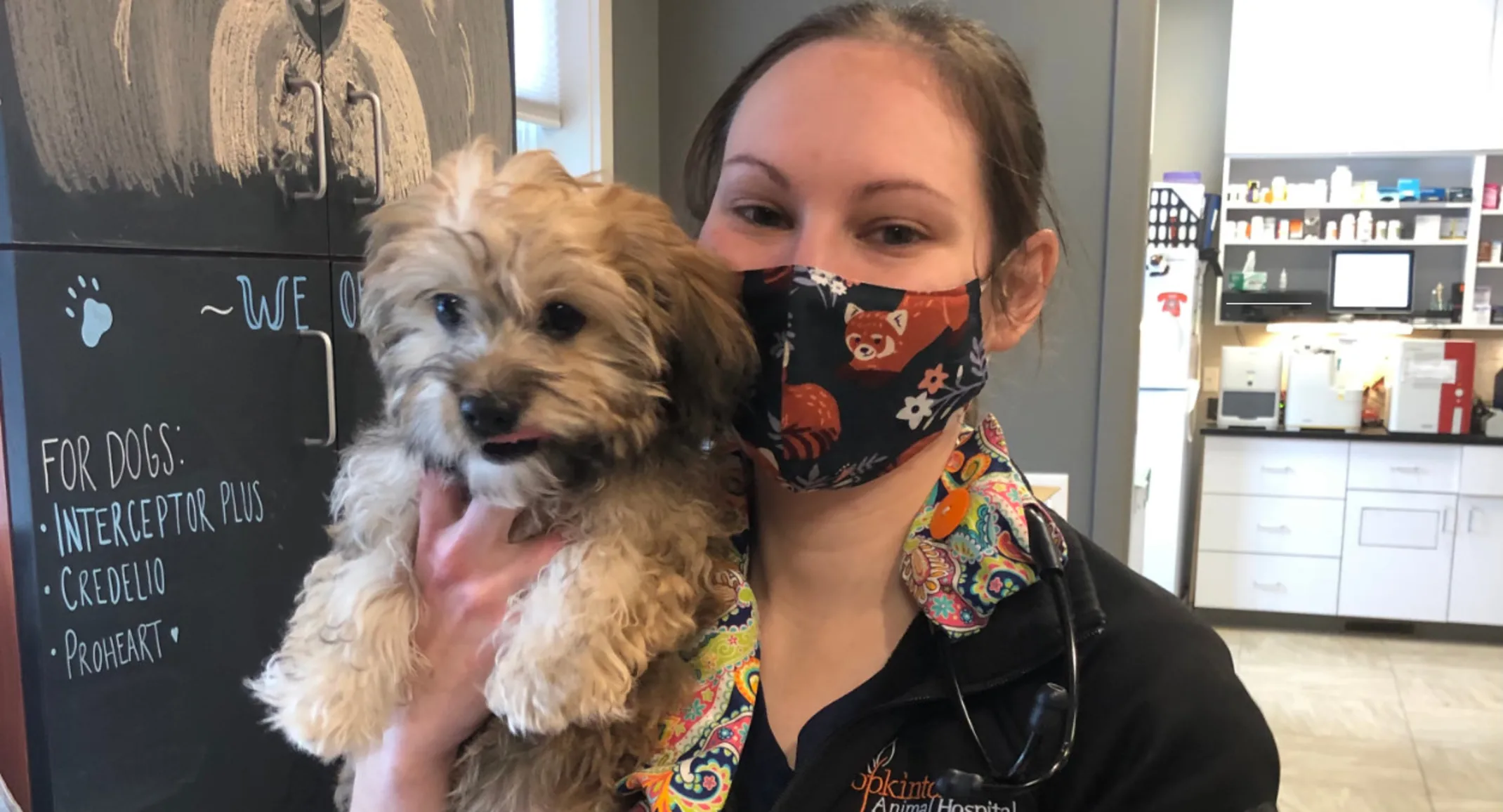Two dogs with leashes on looking up at the camera Two dogs with leashes on looking up at the camera