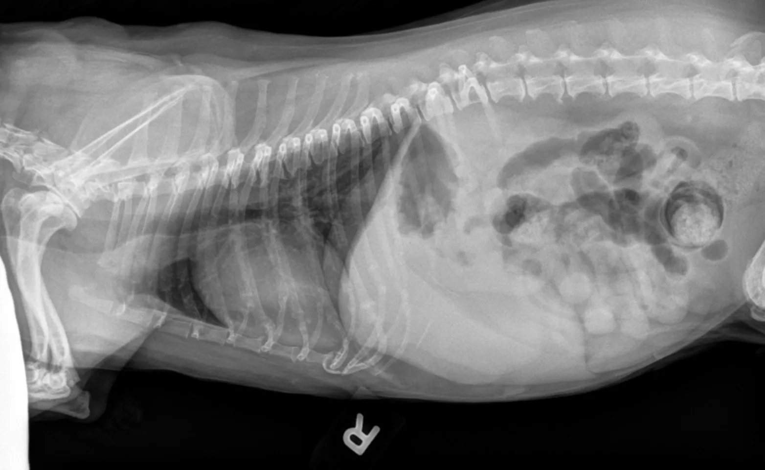 x-ray of animal's mid section x-ray of animal's mid section