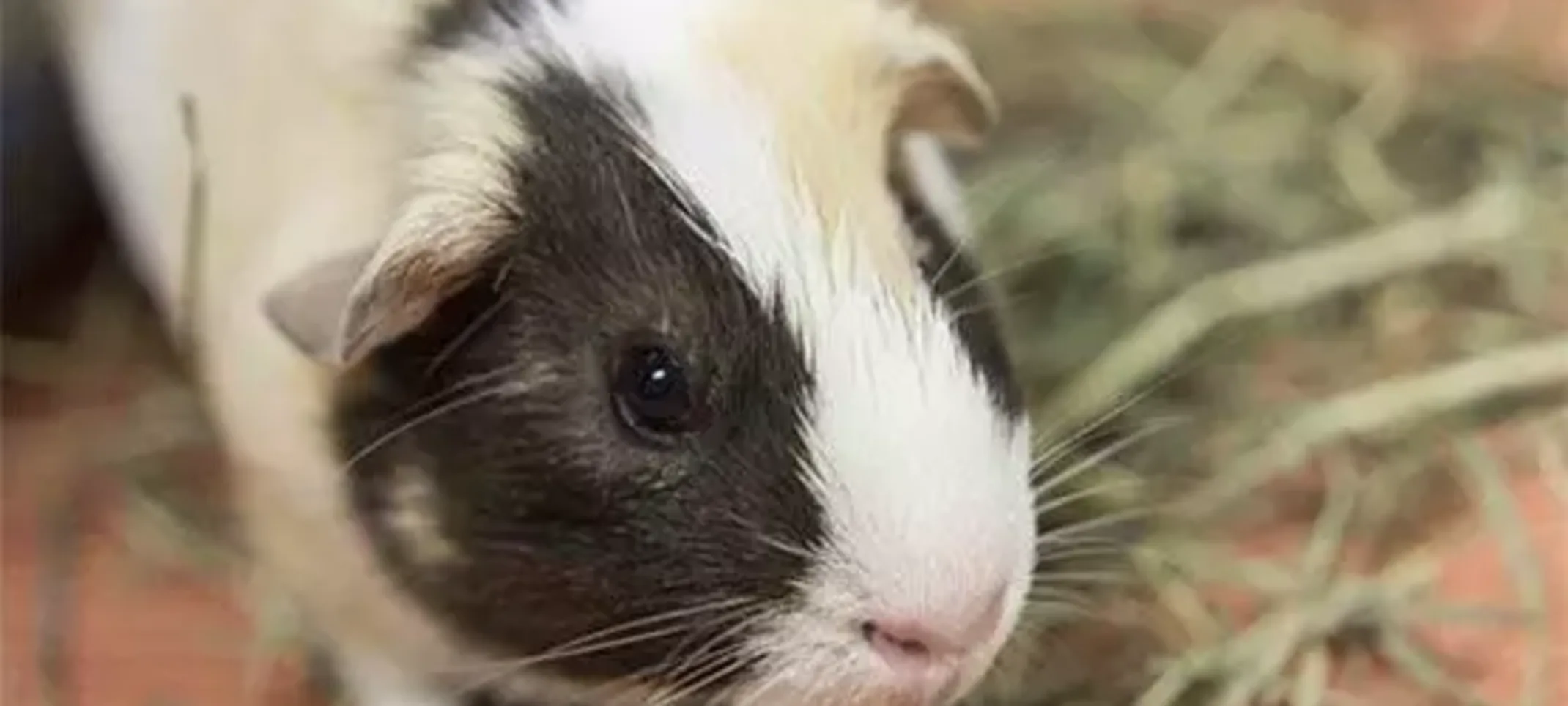 Penelope, Guinea Pig