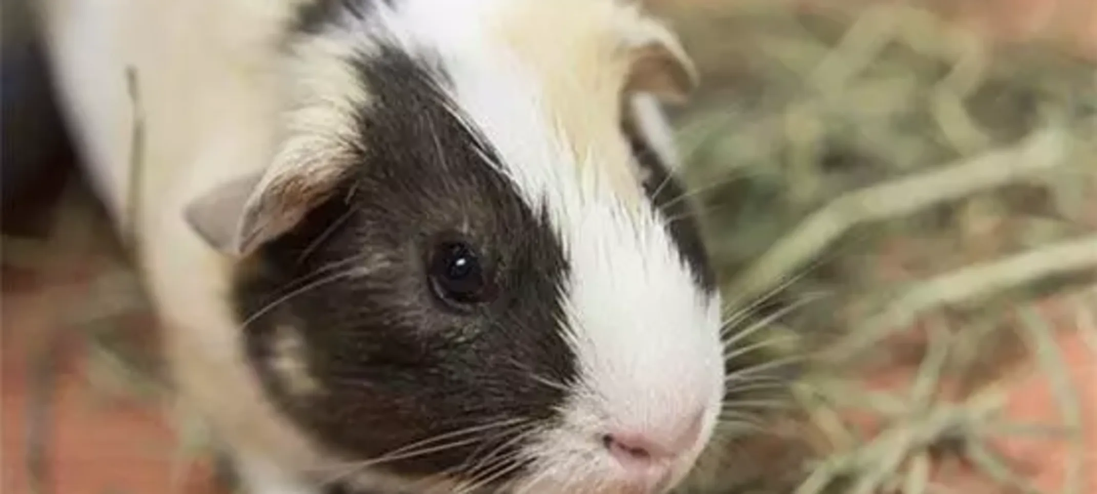 Penelope, Guinea Pig Penelope, Guinea Pig