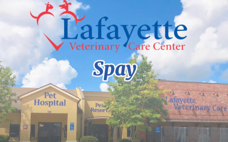 Spay Video Thumbnail