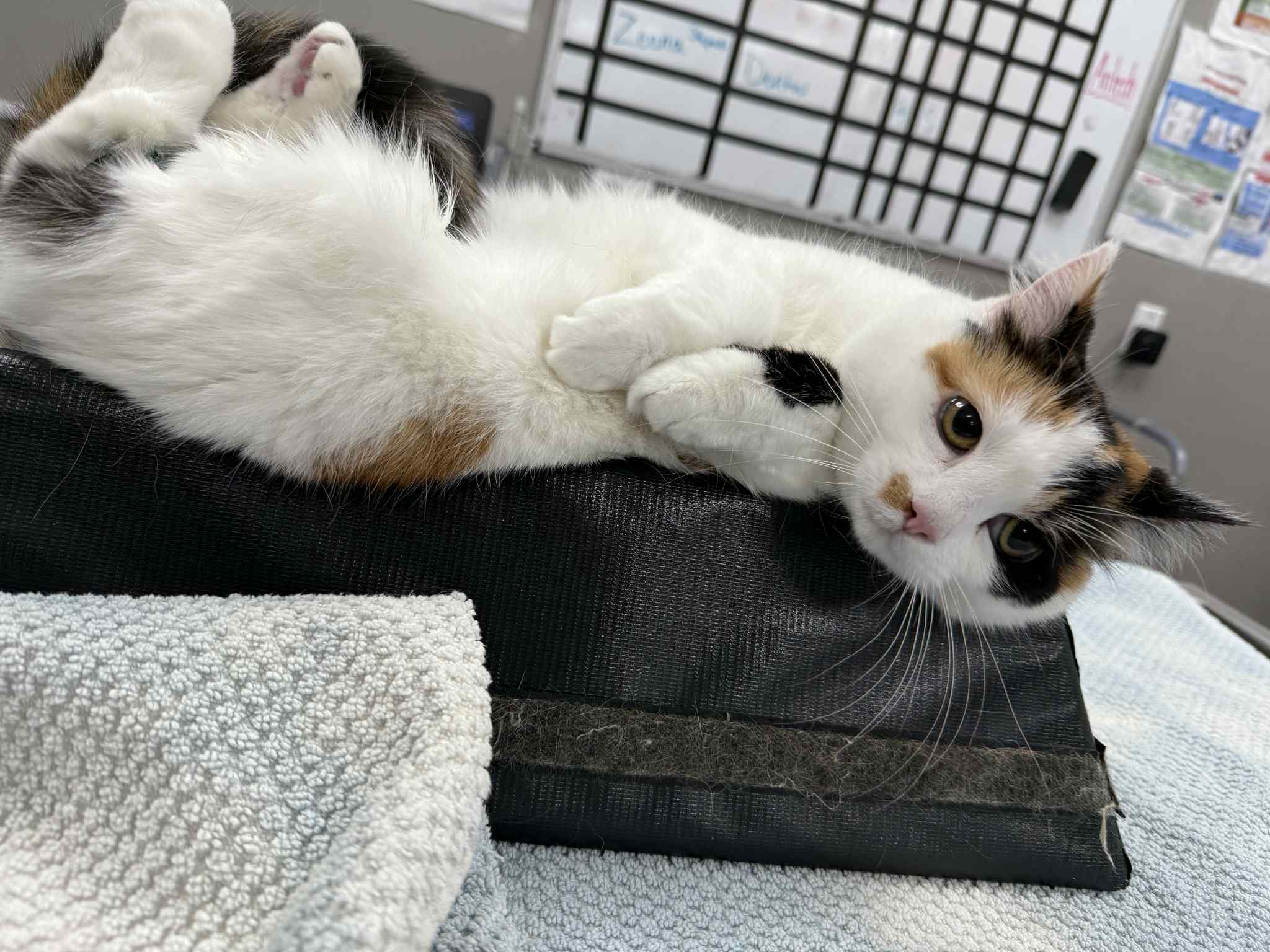 Calico cat lying on an exam table