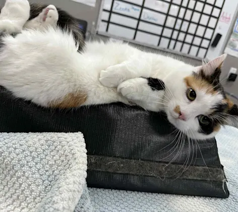 Calico cat lying on an exam table Calico cat lying on an exam table