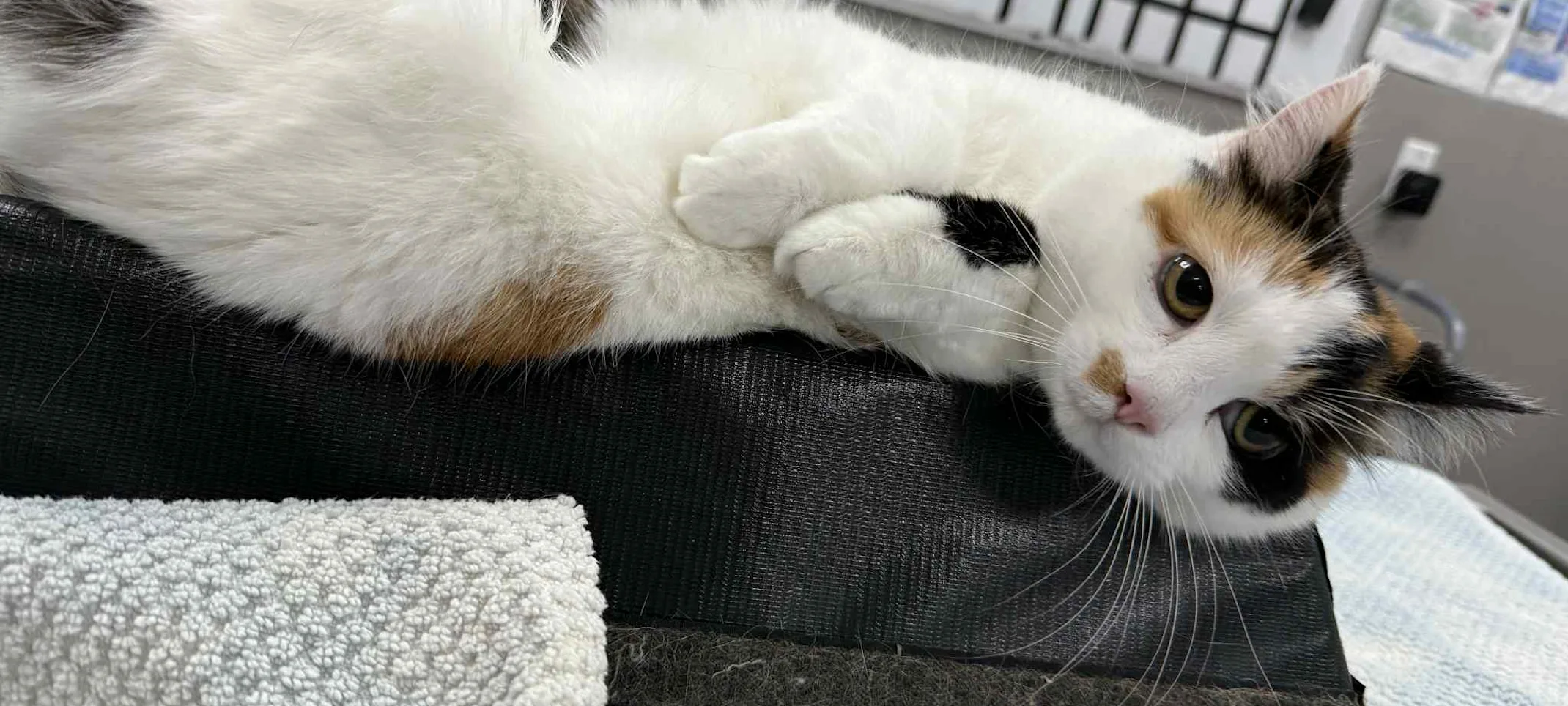 Calico cat lying on an exam table Calico cat lying on an exam table