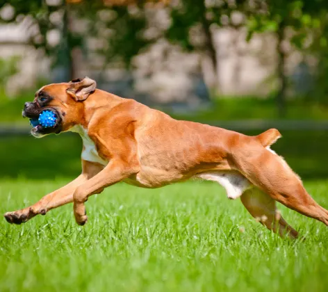 Boxer Dog with toy