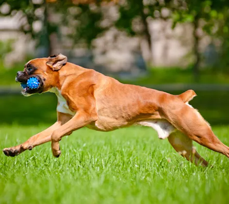 Boxer Dog with toy Boxer Dog with toy
