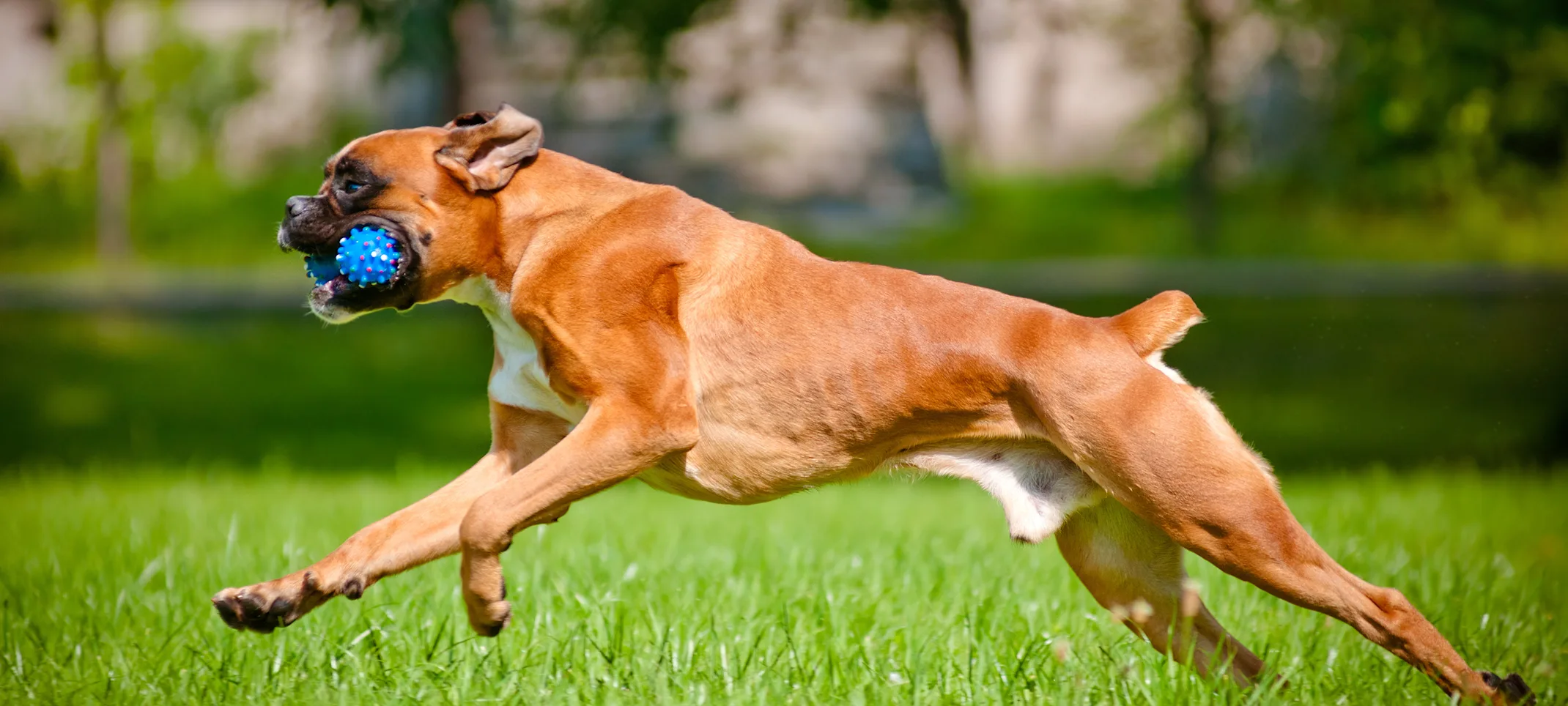 Boxer Dog with toy Boxer Dog with toy