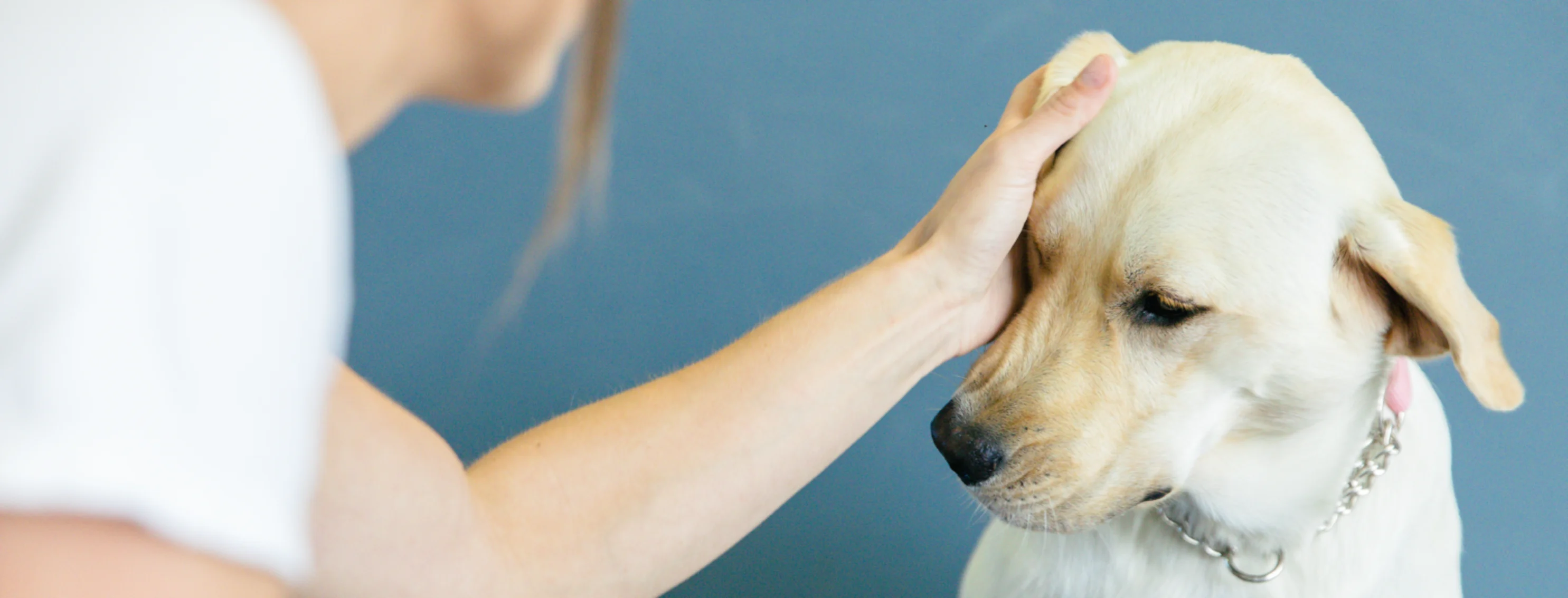 Dog with staff member 