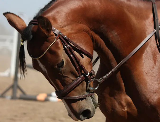 Show horse with bridle pulling it's head in Show horse with bridle pulling it's head in