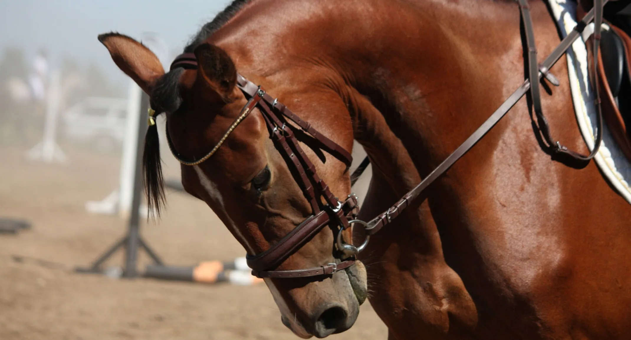 Show horse with bridle pulling it's head in Show horse with bridle pulling it's head in