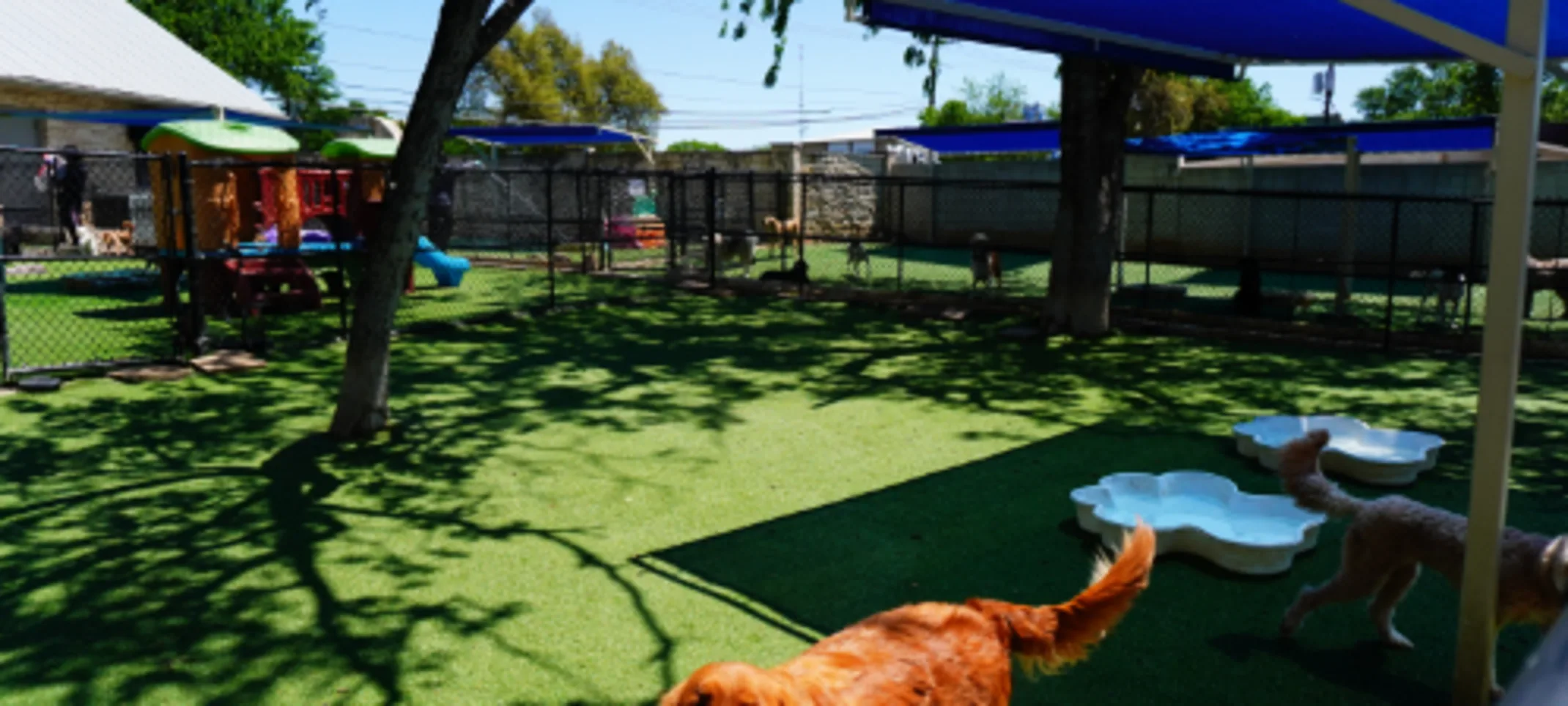 Boarding & Daycare Area at Hill Country Animal Hospital Boarding & Daycare Area at Hill Country Animal Hospital