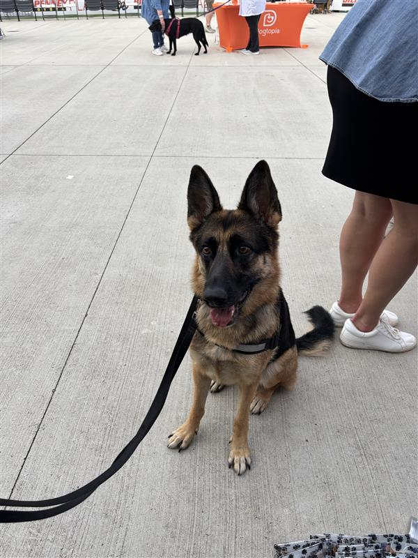 Dog Days at Toyota Field with North Alabama Veterinary Emergency & Specialty