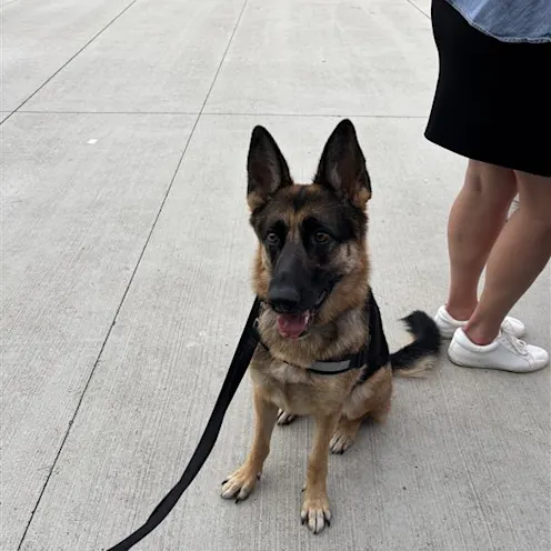 Dog Days at Toyota Field with North Alabama Veterinary Emergency & Specialty Dog Days at Toyota Field with North Alabama Veterinary Emergency & Specialty