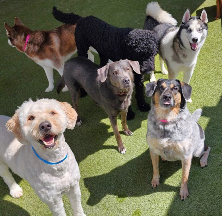 Smiling dogs on playground