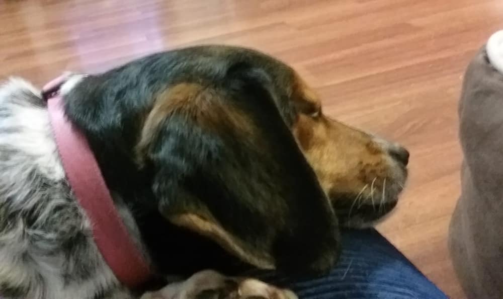 Dog sleeping on lap with red collar and big ears.