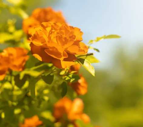 Orange Flowers