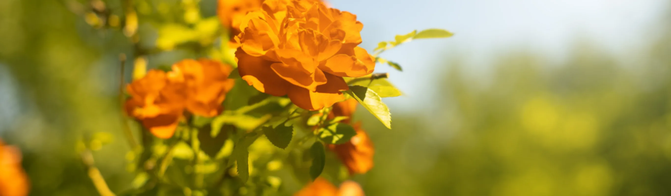 Orange Flowers Orange Flowers
