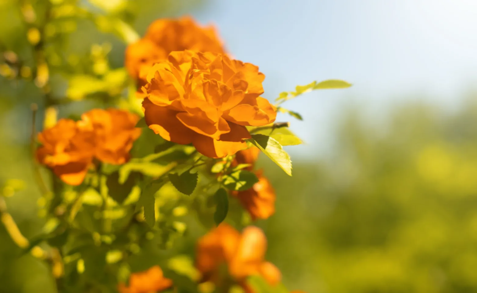 Orange Flowers Orange Flowers