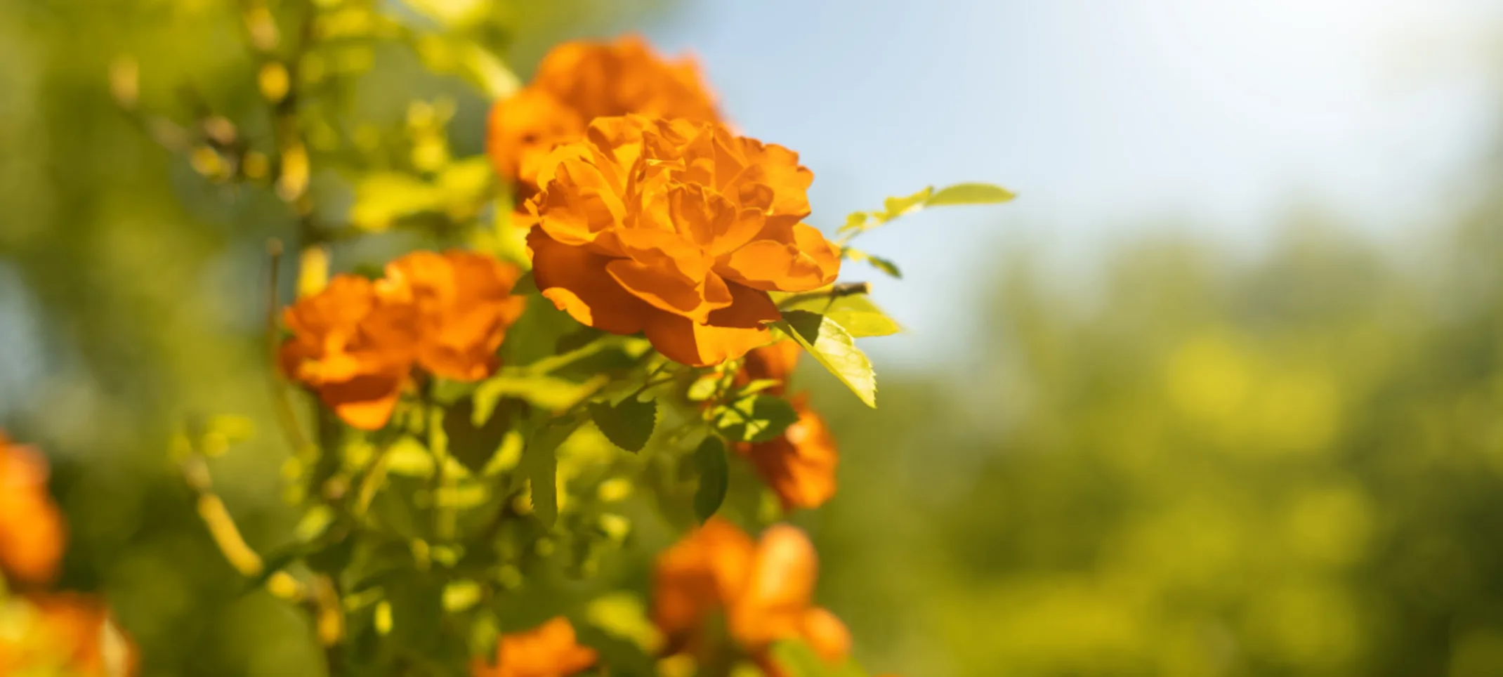 Orange Flowers